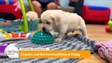 Dogs Inc. Looking for Volunteer Puppy Raisers