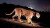 El triste final de P-22, el famoso puma que se paseó durante años por las colinas de Hollywood