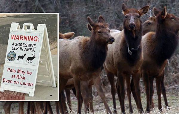 Children attacked, stomped at local park by aggressive cow elk, officials say