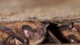 Bat from Grey-Bruce tests positive for rabies