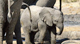 California Zoo Celebrates Birth of Second African Elephant in 10 Days