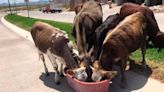 Vacas y caballos vagaron de noche en Villa Magna