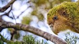 Nueva Zelanda intenta salvar a sus corpulentos y no voladores loros