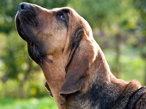 Hungry Bloodhounds Are Miffed That Mom Won’t Feed Them Dinner Whenever They Want