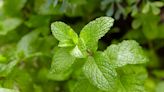 How to Propagate Mint from Cuttings to Enjoy an Abundance of Flavorful Leaves