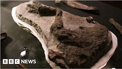 Fossil dinosaur leg's dazzling preservation