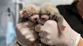 Adorable twin red pandas born in North Carolina, photos show. ‘Double the excitement’