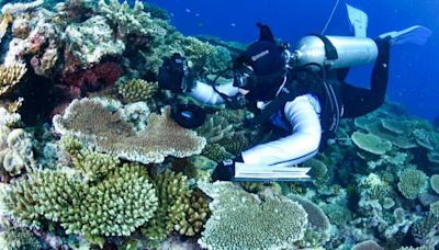 反聖嬰氣候不敵全球暖化腳步 澳洲大堡礁9成珊瑚遭殃