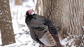 Aggressive Turkey that Showed Up in Minn. Community on Thanksgiving 2021 Has 'Taken Over' Area