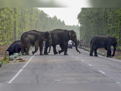 India lost 528 elephants due to unnatural causes in 5 years: Govt data