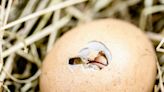 泰國返台口袋藏5顆「保育鸚鵡蛋」 遭判有期徒刑3月再罰3萬元