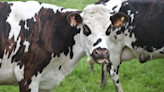 美乳牛感染禽流感疫情肆虐 已有五州現死亡案例
