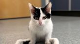 A Mass. Rescue Is Helping Gumby, a Kitten with Limb Differences, Find a 'Home Before the Holidays'