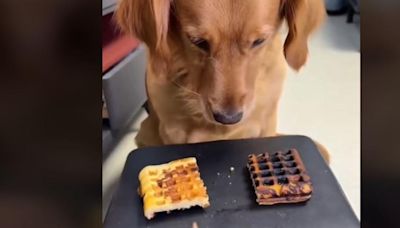 Un Golden Retriever comparte su comida con un cerdito: el perro más generoso del mundo