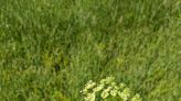 Water hemlock is poisonous. But that doesn't mean you have to remove it from your yard