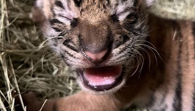 San Diego Zoo Wildlife Alliance Celebrates the Birth of a Sumatran Tiger Cub at the San Diego Zoo Safari Park