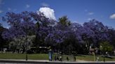 Cada primavera Lisboa se viste de azul y malva con la floración de los jacarandás