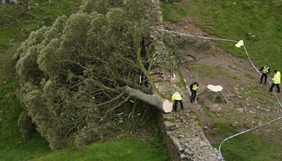 New shoots give hope that Sycamore Gap tree lives on