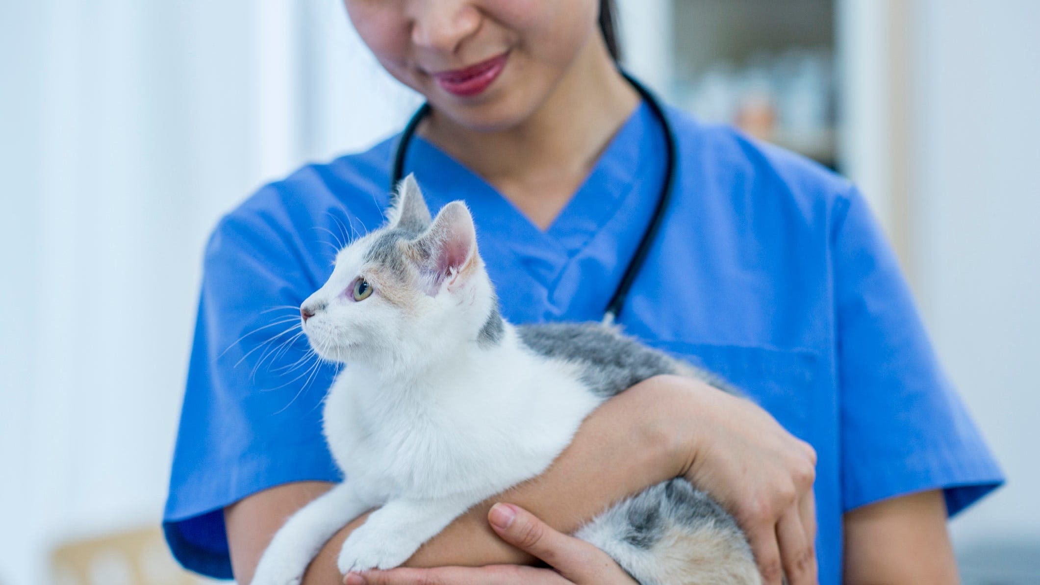 How long are cats pregnant? Expert tips for owners before the kittens arrive.