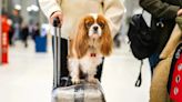 American Airlines Relaxes Pet Policy, Allows Carry-on