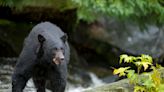 Man, woman injured by bears in separate incidents after dogs chased bears