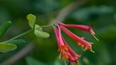 11 flowers you can plant to attract hummingbirds to your yard in Wisconsin