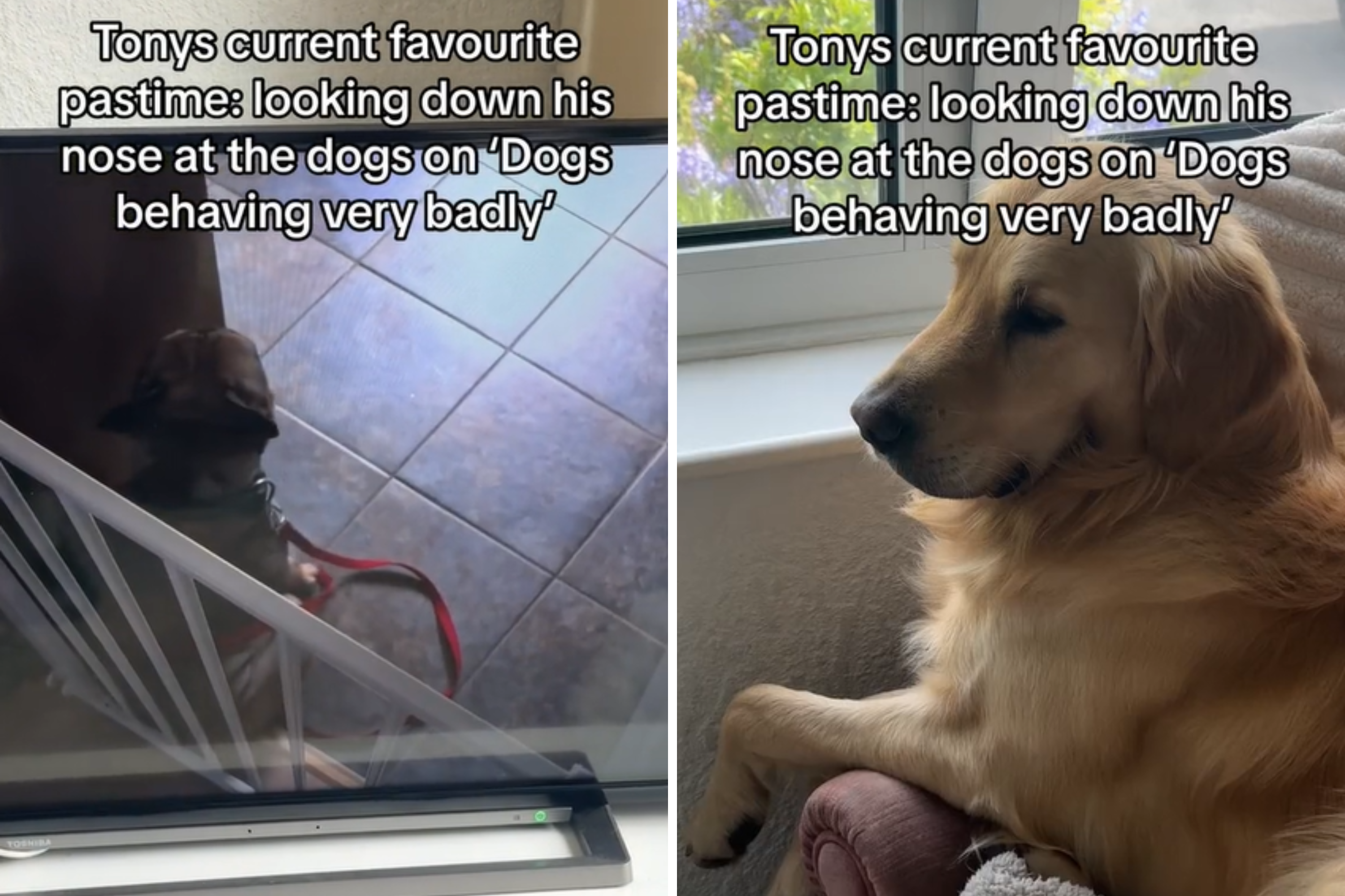 Golden retriever loves "looking down" at other dogs behaving badly on TV