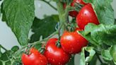 Tomates protegidos contra las bacterias y la sequía