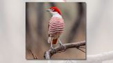 Fact Check: Unfortunately, This Stunning Pic of a Red-and-White ‘Pyjama Bird’ Is Not Real