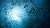 解決營養不良問題，海中生物營養多，營養界掀起「藍色革命」！