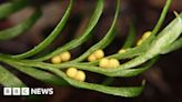 Tiny fern smashes world record for biggest DNA