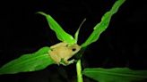 Why this tiny frog may be key to hundreds of species surviving climate change | Fox 11 Tri Cities Fox 41 Yakima