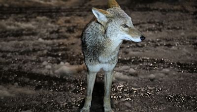 Simi Valley homeowner fatally stabs coyote after enter his home