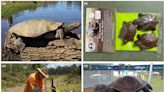 Saving the Mary River turtle: How the people of Tiaro rallied behind an iconic species