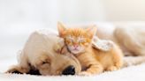 Qué sueñan las mascotas cuando duermen, según Harvard