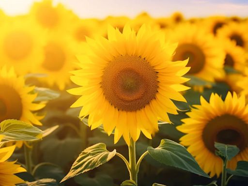 Con el menor uso de tecnología, cayó la producción de girasol