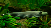 Why electric knifefish 'shimmy'
