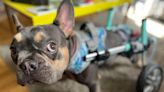 Charity gets disabled dogs 'wheelie' moving