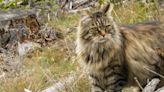 Woman shares chaos of walking her Siberian forest cat