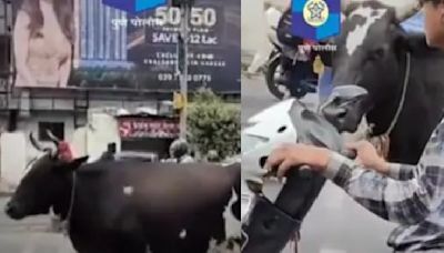 Cow waits patiently at traffic light in Pune, prompts humorous traffic rule reminder: 'Don't moo-ve forward on red!'