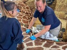 Kendi, a Milwaukee County Zoo giraffe, required surgery for a unique breeding injury