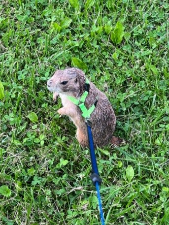 'We just wish he would come home': Couple offers $100 reward for missing pet prairie dog