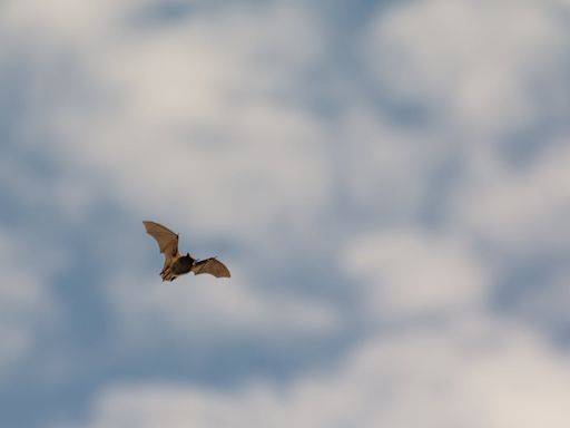 Millions of bats have died from this disease. Now it's been found in Alberta