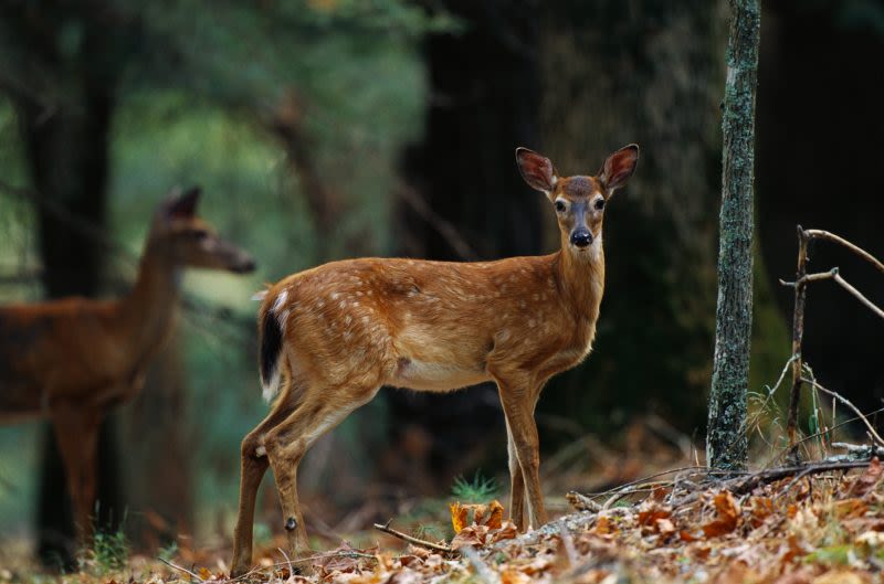 New Louisiana law changes restrictions for hunters, dogs tracking shot deer