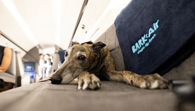 BARK Air, world's first airline for dogs, flies out of Westchester County Airport