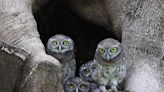 The secret world of owls