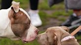 XL bully 'swung' dog around and 'clamped' down on another in horror mauling