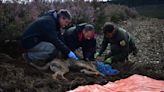 El Govern estudia ofrecer medidas de prevención frente al lobo a ganadores de toda Catalunya aunque no hayan sufrido ataques