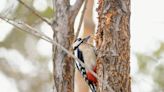 City of Bastrop celebrates bird city accreditation with 9 new sculptures