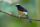 White-crowned shama